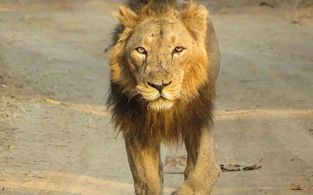 لاہور میں مردہ شیر کی کھال اتارنے کی ویڈیو وائرل; محکمہ وائلڈ لائف کا سخت کارروائی کا فیصلہ 