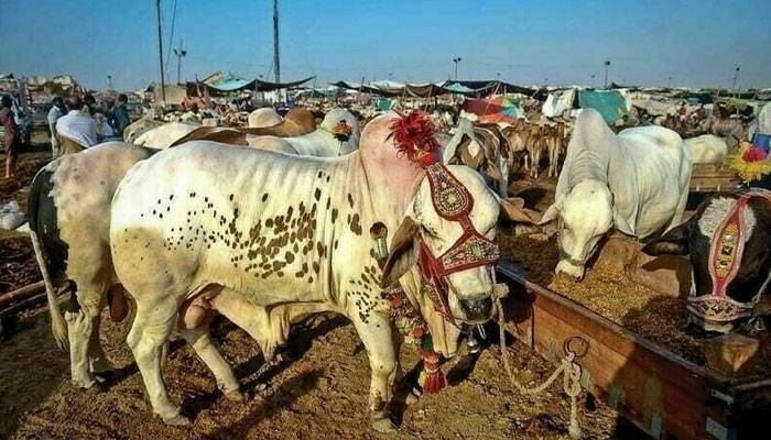 کمشنر کراچی کی شہر میں 5 مقامات پر مویشی منڈیاں لگانے کی اجازت