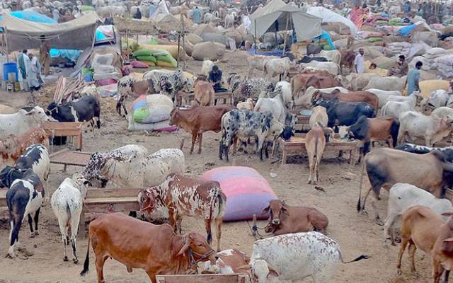 لاہور میں 13 مئی سے عارضی مویشی منڈیاں فعال کرنے کا فیصلہ