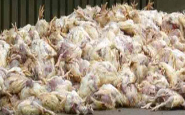 لاہور: ٹولنٹن مارکیٹ میں گرینڈ آپریشن،  ہزاروں مردہ مرغیاں  برآمد