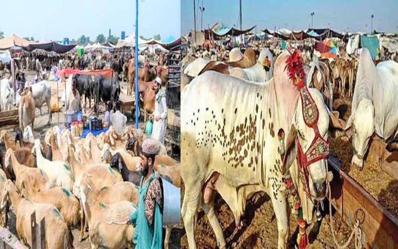  لاہور میں مویشی منڈیاں 13 مئی سے فعال، 5 عارضی سیل پوائنٹس قائم 