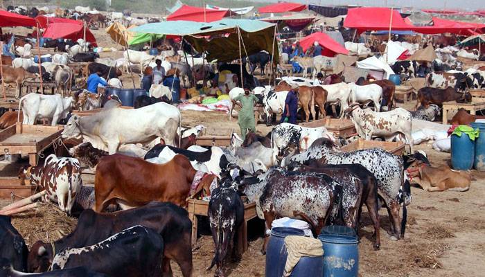 مویشی منڈی میں اب تک کتنے جانور آ چکے ہیں؟