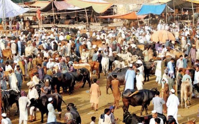 اسلام آباد میں 6 مویشی منڈیاں قائم ہوں گی ؛جگہوں کا تعین ہوگیا 