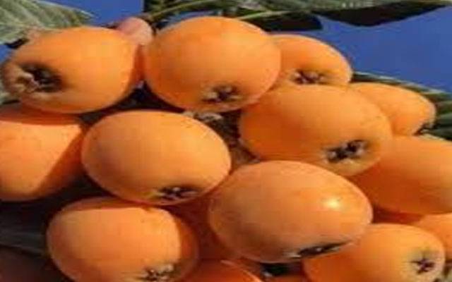 لوکاٹ کے حیرت انگیز فوائد