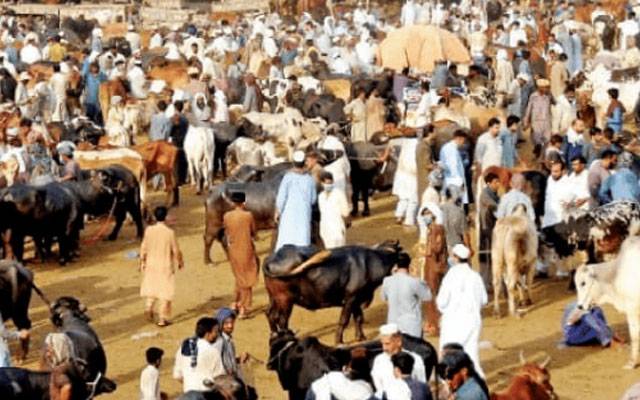 جانوروں کی خریدار ی کے دوران فراڈ،نوسربازی میں ملوث عناصر کیخلاف کارروائی کا حکم
