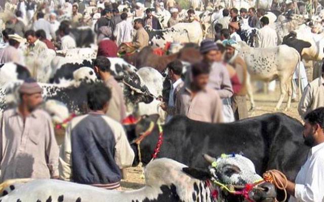 عیدالاضحیٰ کیلئے شہر میں 6 مویشی منڈیاں آج سے فعال