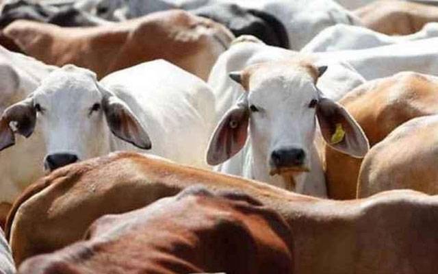 بھارت میں گائے بیل بھینس اونٹ ذبح کرنے پر پابندی عائد