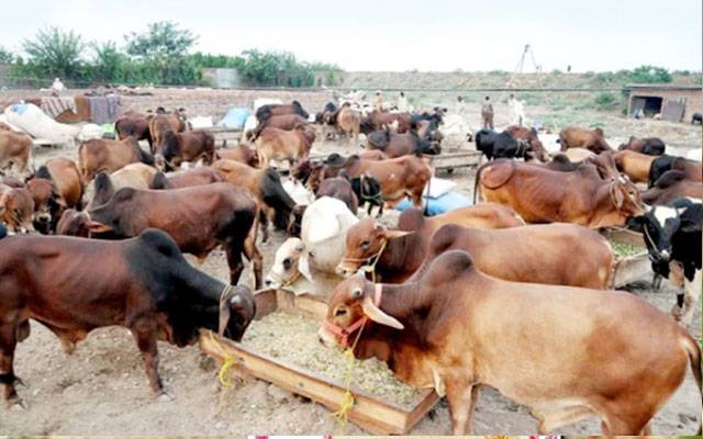 مویشی منڈیوں میں رش بڑھنے پر لاہور پولیس کے سکیورٹی انتظامات سخت