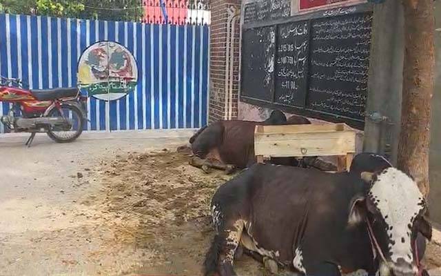 علم کا گہوارہ مویشیوں کا باڑہ بن گیا ؛ سرکاری سکول کے گیٹ کے قریب اہل علاقہ نے جانور باندھ دیے 
