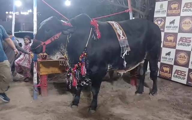 گوجرانوالہ میں پہلوانی جسامت کے  سلطان نامی بیل کی کے چرچے