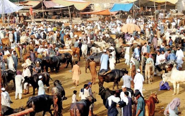 شاہ پور کانجراں منڈی میں جانوروں کی بہار، قیمتوں میں ہوشربا اضافہ