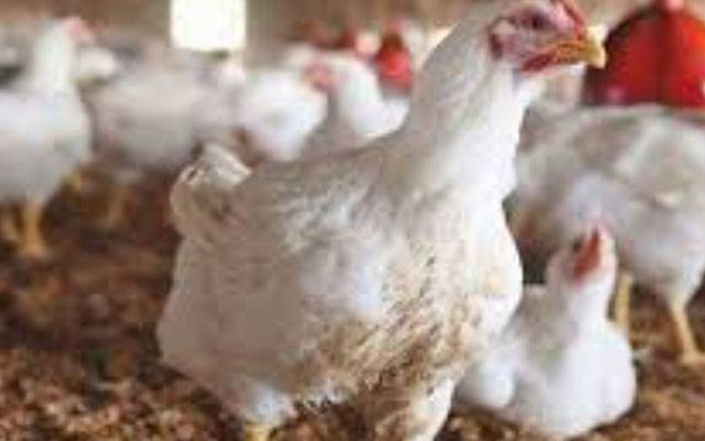 برائلر گوشت کی قیمت میں اضافہ کے باوجود اوورچارجنگ جاری