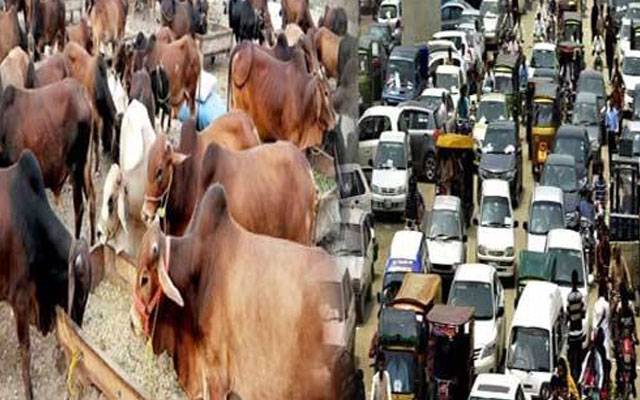   مویشی منڈیوں کیلئے ٹریفک انتظامات مکمل، 200 سے زائد وارڈنز تعینات
