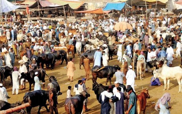 لاہور میں مویشی منڈیاں سج گئیں،  سکیورٹی ہائی الرٹ