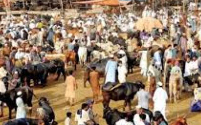 لاہور سمیت صوبہ بھر کی مویشی منڈیوں میں خریداروں کا رش، پنجاب پولیس ہائی الرٹ