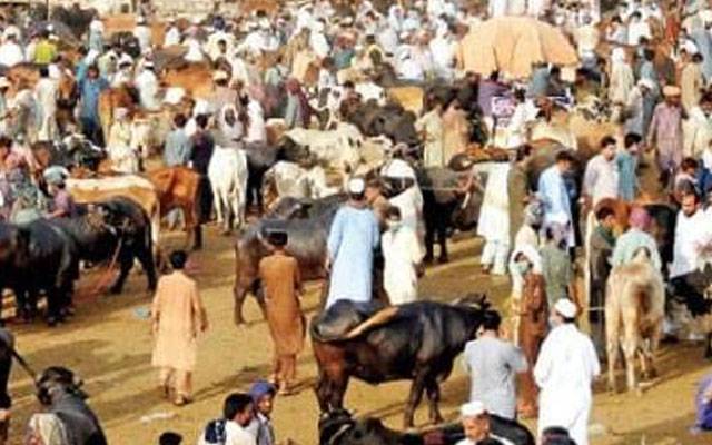 شاہ پور کانجراں: جانور مہنگے ہونے کے باوجود خریداروں کی دلچسپی برقرار