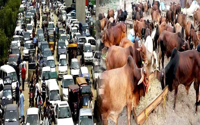 مویشی منڈیوں کیلئے ٹریفک پولیس الرٹ، خصوصی انتظامات مکمل