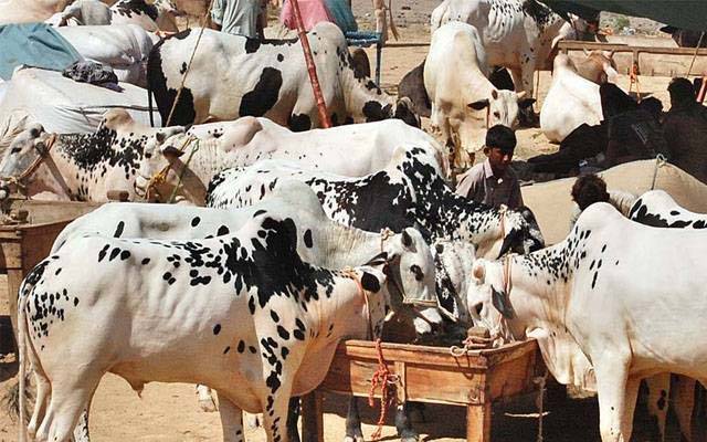 صوبہ بھر کی مویشی منڈیوں کی نیلامی ؛108 منڈیاں 13.28 ارب روپے میں نیلام 