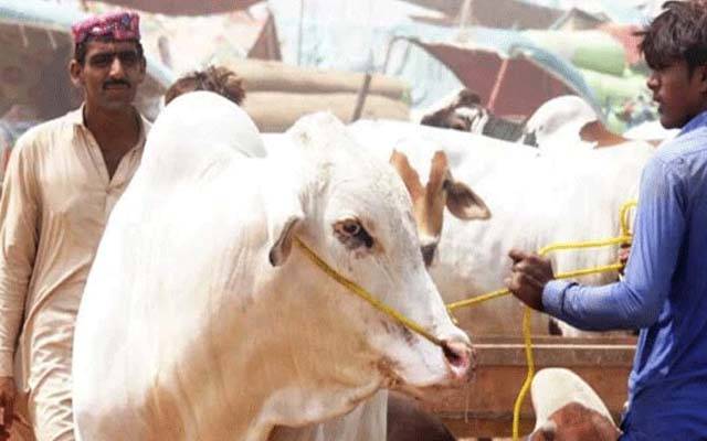 عیدالاضحیٰ پر کانگو وائرس کا بڑھتا خطرہ ؛شرح اموات 40 فیصد تک ہے ، پی ایم اے کا تشویش کا اظہار