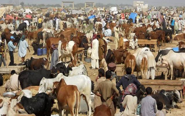 شاہدرہ سگیاں مویشی منڈی میں خریداروں کا رش، نایاب جانور توجہ کا مرکز