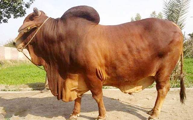 رات کی تاریکی میں قربانی کا قیمتی بیل چوری کرنے والا ملزم گرفتار
