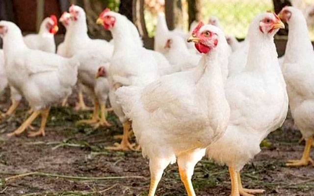 لاہور میں برائلر گوشت مزید مہنگا، سرکاری نرخ 468 روپے فی کلو مقرر