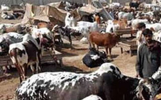 لاہور کی مختلف مویشی منڈیوں میں صفائی کے خصوصی انتظامات