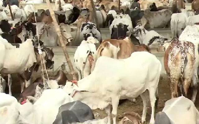 عیدالاضحیٰ:  شہر بھر میں اجتماعی قربانی کے انتظامات مکمل