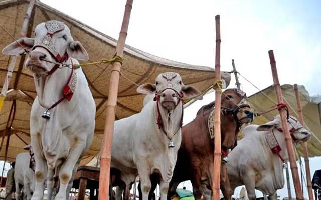 ماڈل مویشی منڈی شاہ پورکانجراں میں قربانی کے جانوروں کی خریدوفروخت جاری