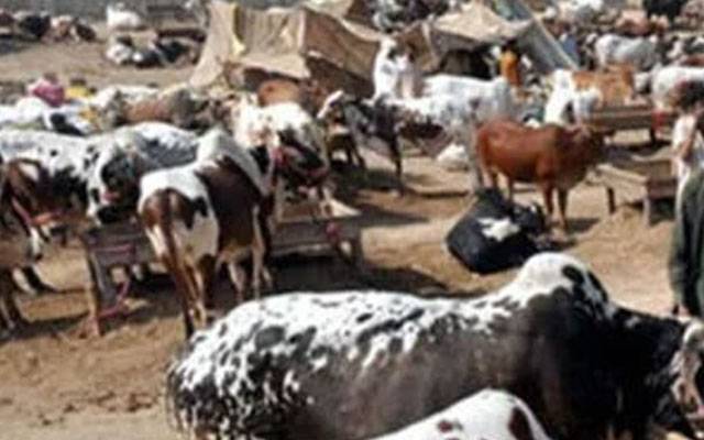 غیر قانونی مویشی منڈیاں لگانے والے99افراد گرفتار،مویشی چوربھی پولیس کے ریڈار پر