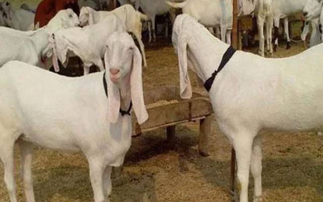 باٹا پور : ڈاکو اسلحہ کے زور پر 15 لاکھ سے زائد مالیت کے 12 بکرے لے اڑے