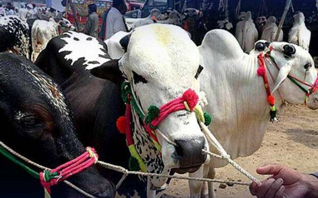 عید قربان پر قصابوں کے ریٹس کیا ہونگے؟
