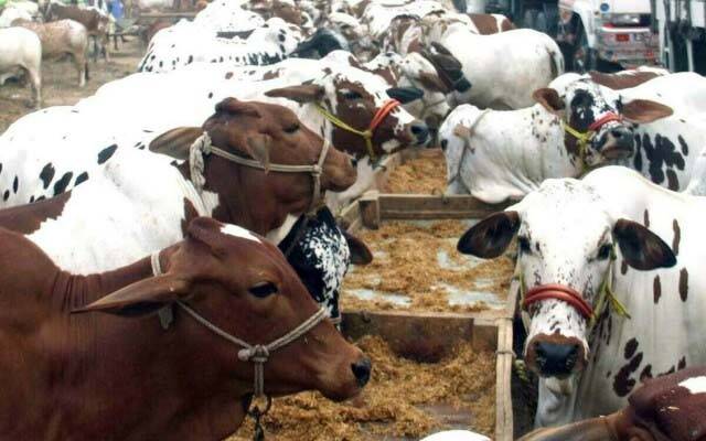 عیدالاضحیٰ میں چند گھنٹے باقی؛ مویشی منڈی میں جانوروں کی قیمتیں گرگئیں 