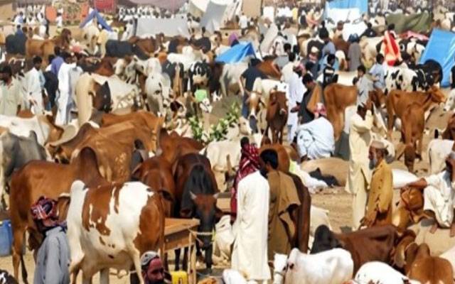  عیدالاضحیٰ کے پہلے روز سگیاں مویشی منڈی میں خریداروں کا رش،  قیمتوں میں نمایاں کمی