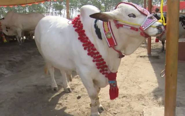  عیدالاضحیٰ کے دوسرے دن بھی قربانیوں کا سلسلہ جاری،  کہیں چٹ پٹے پکوان تو کہیں سیر سپاٹے