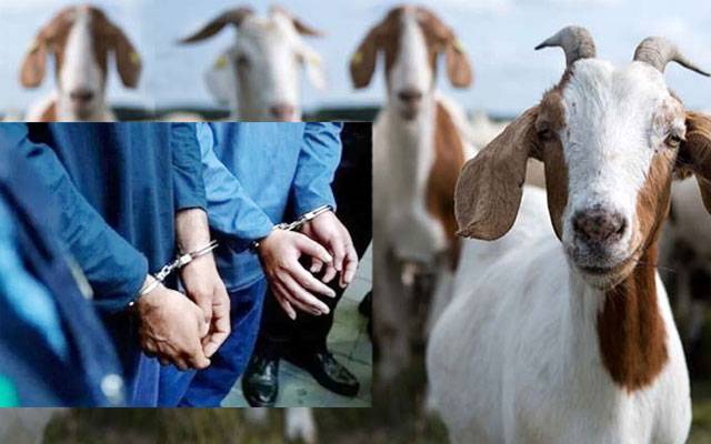 لاہور میں بکرا چور گینگ گرفتار، چوری شدہ بکرے اور موٹر سائیکل برآمد