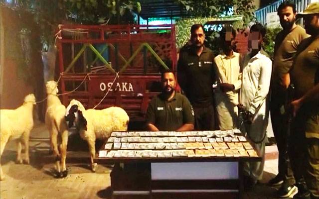  پولیس کی کارروائی، قربانی کے جانور چوری کرنے والے 2 ملزمان گرفتار