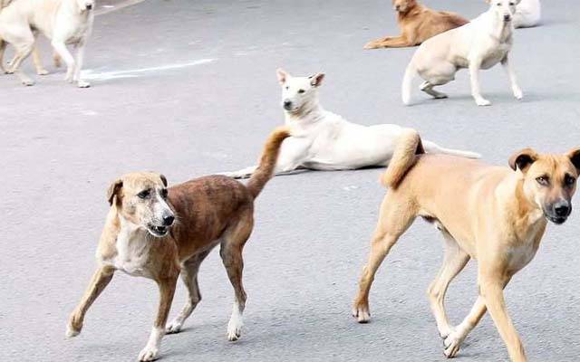  8 سالہ بچی کتے کے کاٹنے سےجاں بحق