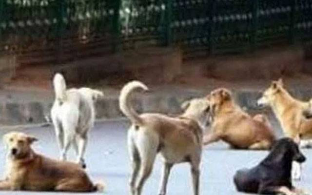  گلی میں کھیلتی بچی پر آوارہ کتوں کا حملہ
