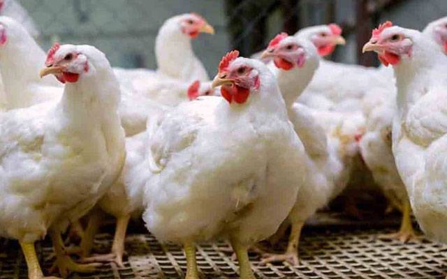  برائلر گوشت کی قیمتوں میں اضافہ