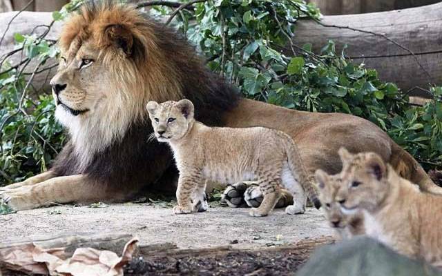 شدید گرمی کے باعث نایاب شیروں کے 8 بچے دم توڑ گئے