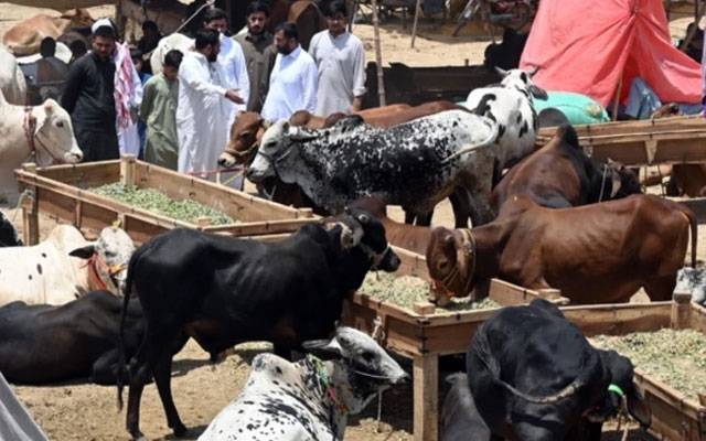 عید الاضحیٰ کے قریب لاہور میں مویشی چور گروہ بھی متحرک، گزشتہ ماہ کے دوران 212 مقدمات درج