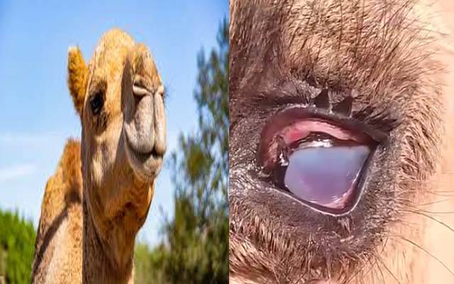 بااثر افراد کا اونٹنی پر تشدد، آنکھ ضائع کر دی، ویڈیو سوشل میڈیا پر وائرل 
