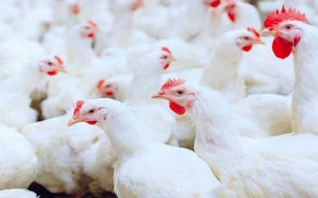 برائلر گوشت مزید مہنگا، شہریوں کیلئے چکن بھی خواب بن گیا