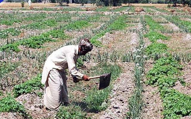 حکومت کا چھوٹے کاشتکاروں کو 300 ارب قرض دینے کا اعلان 
