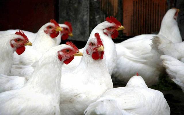 چکن کی قیمتوں میں ہوشربا اضافہ