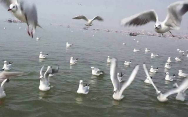 نایاب آبی پرندوں کا پنجاب کی جھیلوں پر بسیرا 