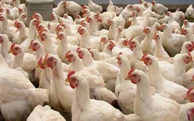برائلر گوشت 7 روپے فی کلو مہنگا، اوور چارجنگ بھی جاری