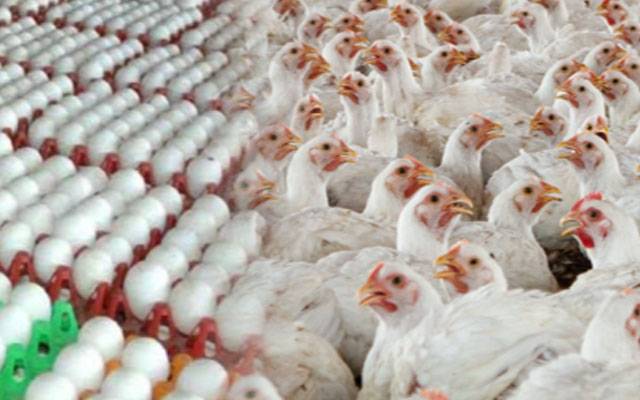 برائلر گوشت اور انڈوں کی قیمتوں میں استحکام، اوپن مارکیٹ میں اوورچارجنگ جاری