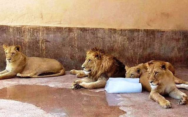  پنجاب کے چڑیا گھروں میں جانوروں کو شدید گرمی سے بچانے کے لیے خصوصی انتظامات